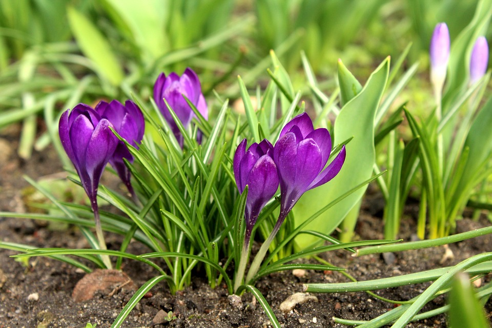 flower.jpg